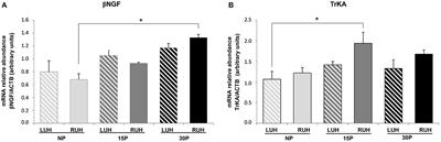 New Insights Into the Role of β-NGF/TrKA System in the Endometrium of Alpacas During Early Pregnancy